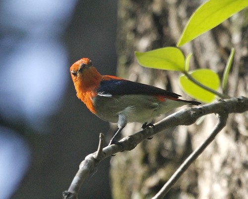 Image of Scarlet-headed Flowerpecker
