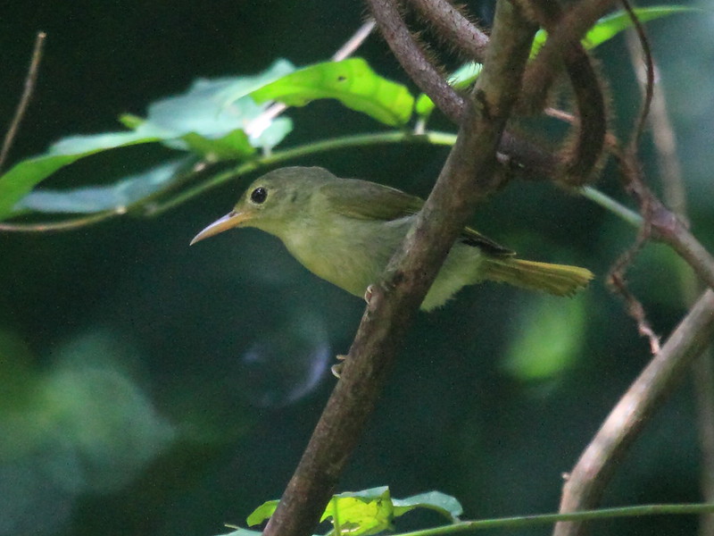 Image of Fraser's Sunbird