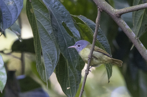 Image of Grey-headed Sunbird