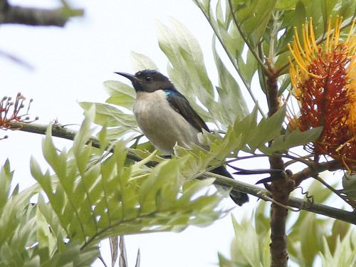 Image of Uluguru Violet-backed Sunbird
