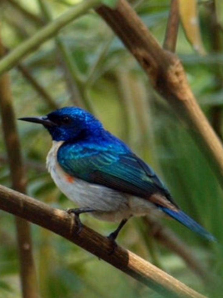 Image of Violet-tailed Sunbird