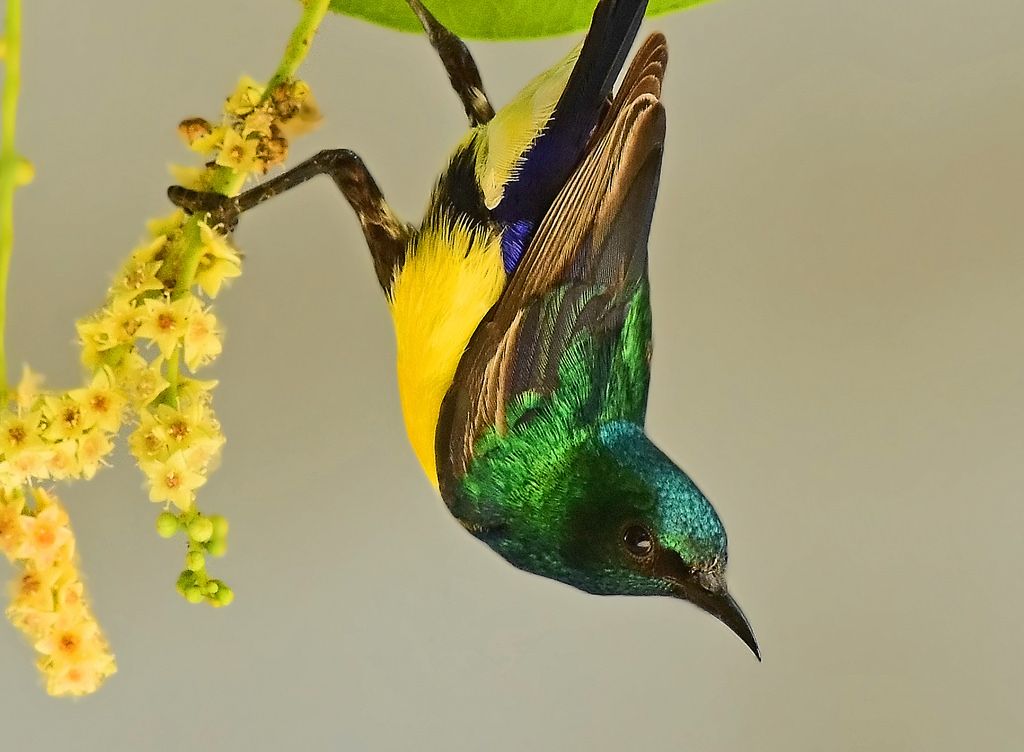 Image of Nile Valley Sunbird