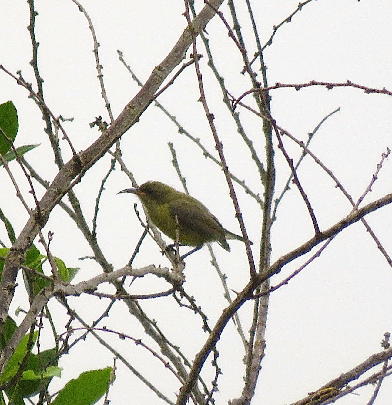 Image of Little Green Sunbird