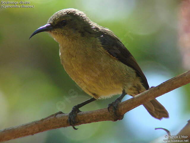 Image of Olive Sunbird
