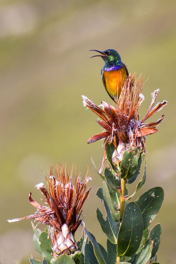 Image of Orange-breasted Sunbird