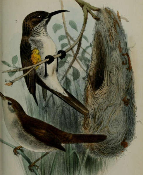 Image of Socotra Sunbird