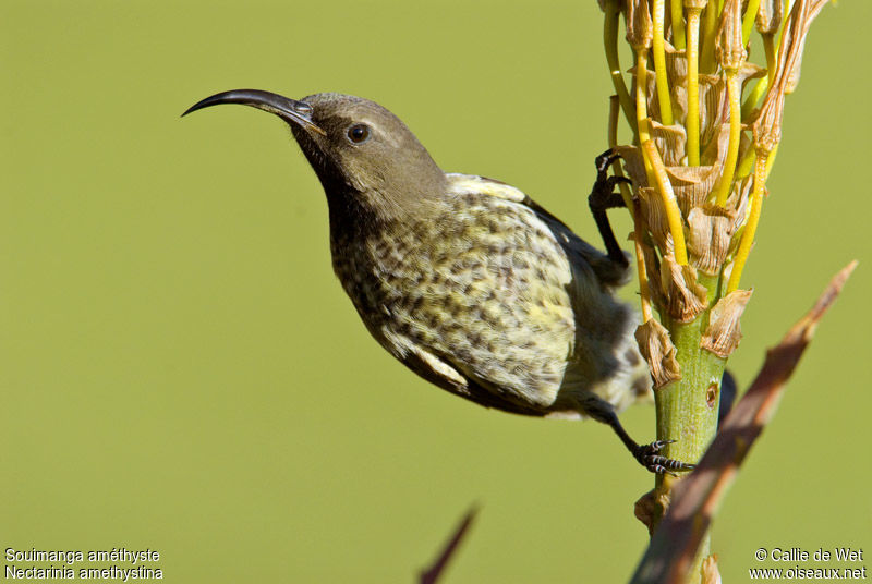 Image of Amethyst Sunbird