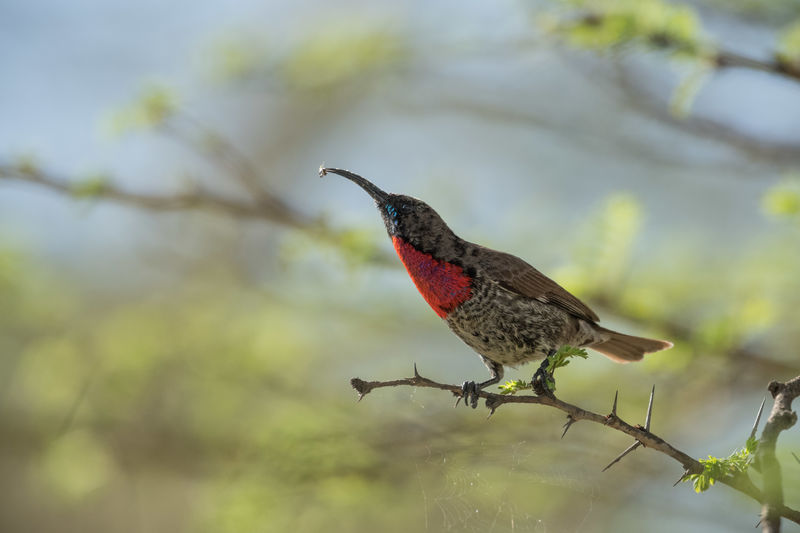 Image of Scarlet-chested Sunbird