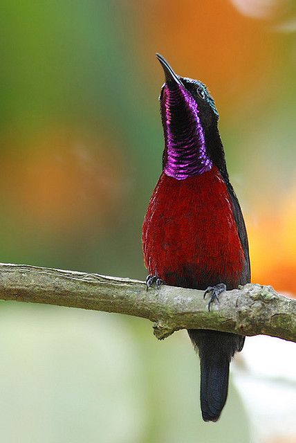 Image of Purple-throated Sunbird