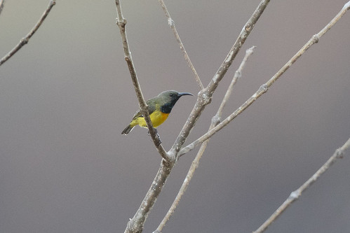 Image of Apricot-breasted Sunbird