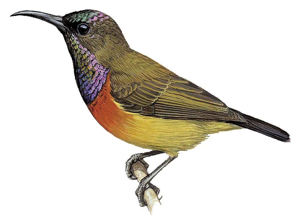 Image of Anjouan Sunbird