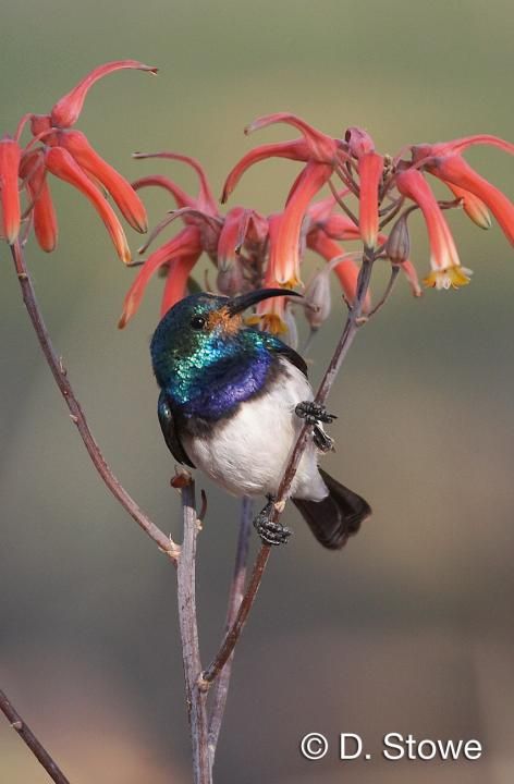 Image of White-breasted Sunbird