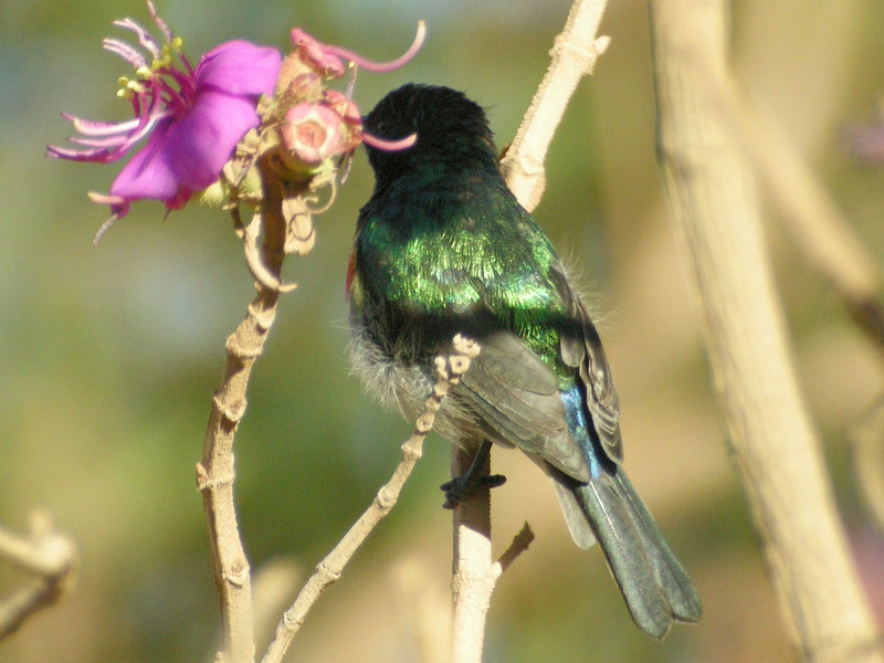 Image of Montane Double-collared Sunbird
