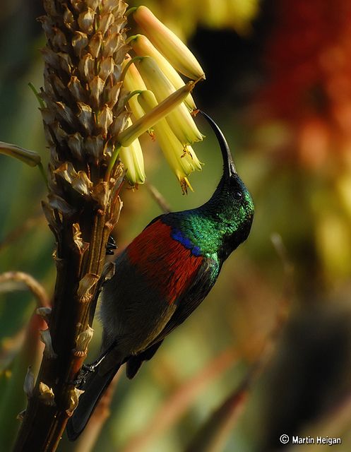 Image of Greater Double-collared Sunbird