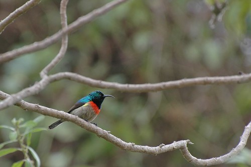 Image of Eastern Double-collared Sunbird