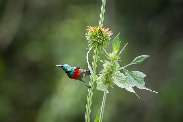 Image of Olive-bellied Sunbird