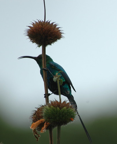 Image of Bronze Sunbird