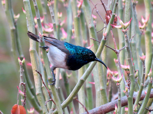 Image of Congo Sunbird