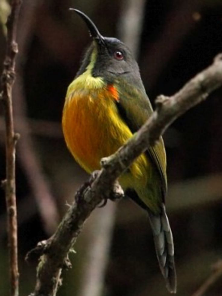 Image of Apo Sunbird