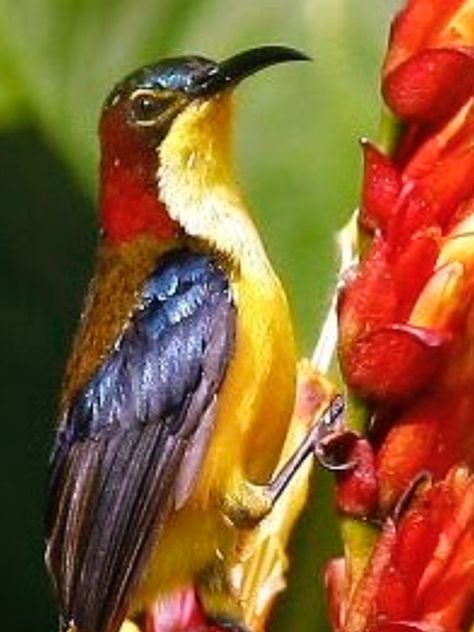 Image of Elegant Sunbird
