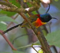 Image of Green-tailed Sunbird (Male)