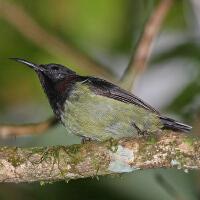 Image of Black-throated Sunbird (Male)