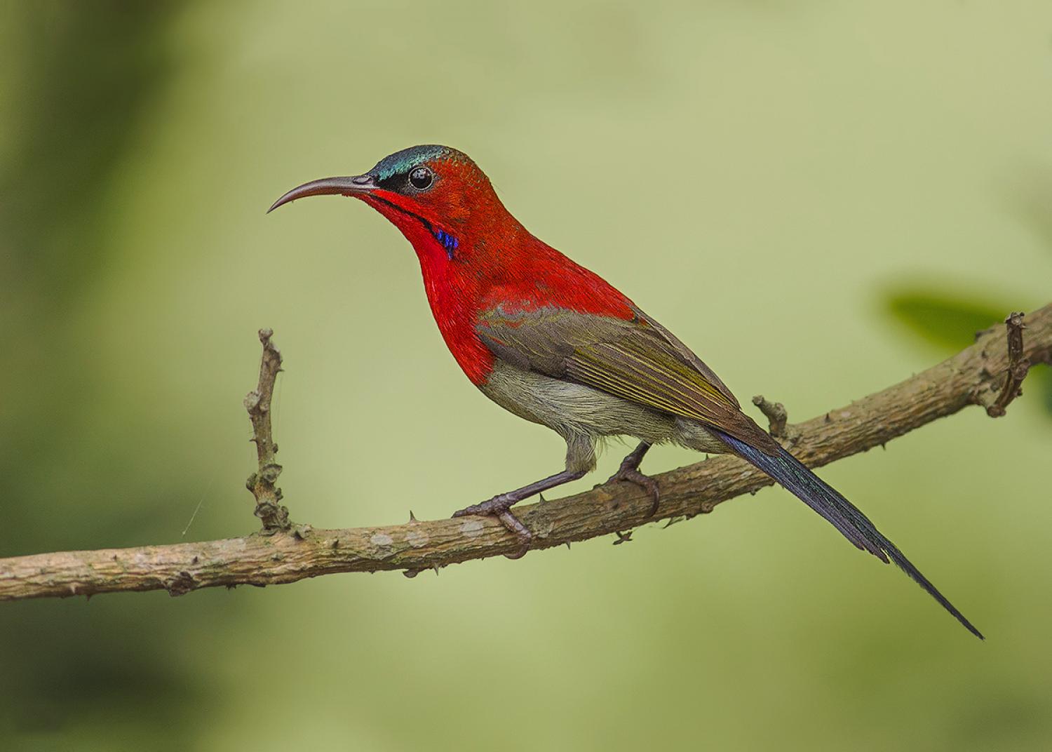 Image of Crimson Sunbird