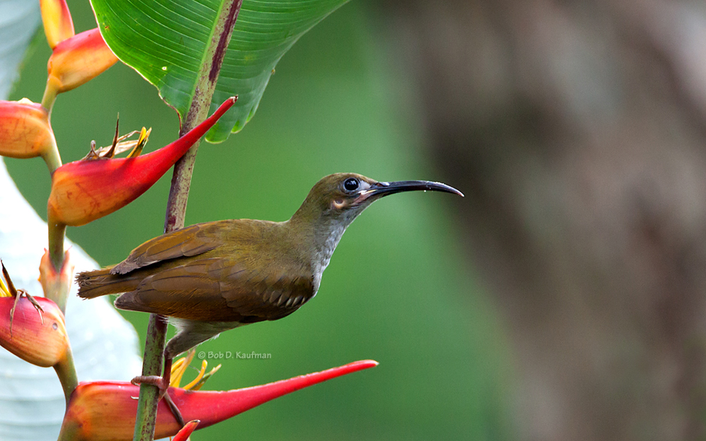 Image of Naked-faced Spiderhunter