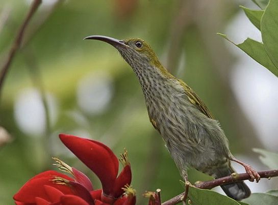 Image of Streaky-breasted Spiderhunter