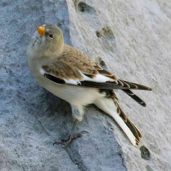 Image of White-winged Snowfinch