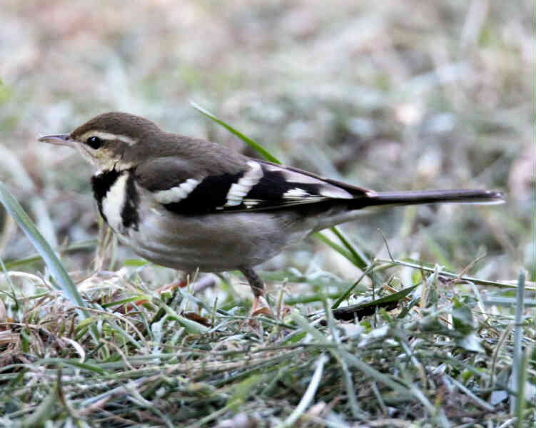 Image of Forest Wagtail