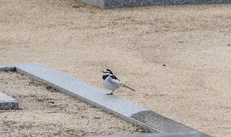 Image of Black-backed Wagtail
