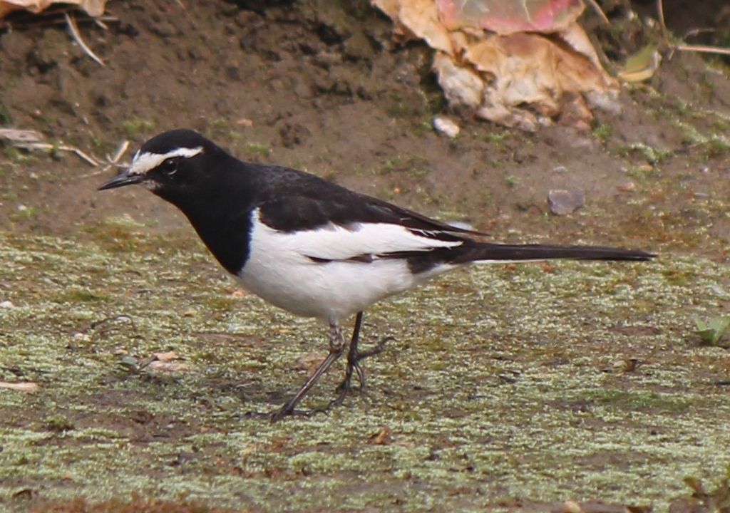 Image of Japanese Wagtail