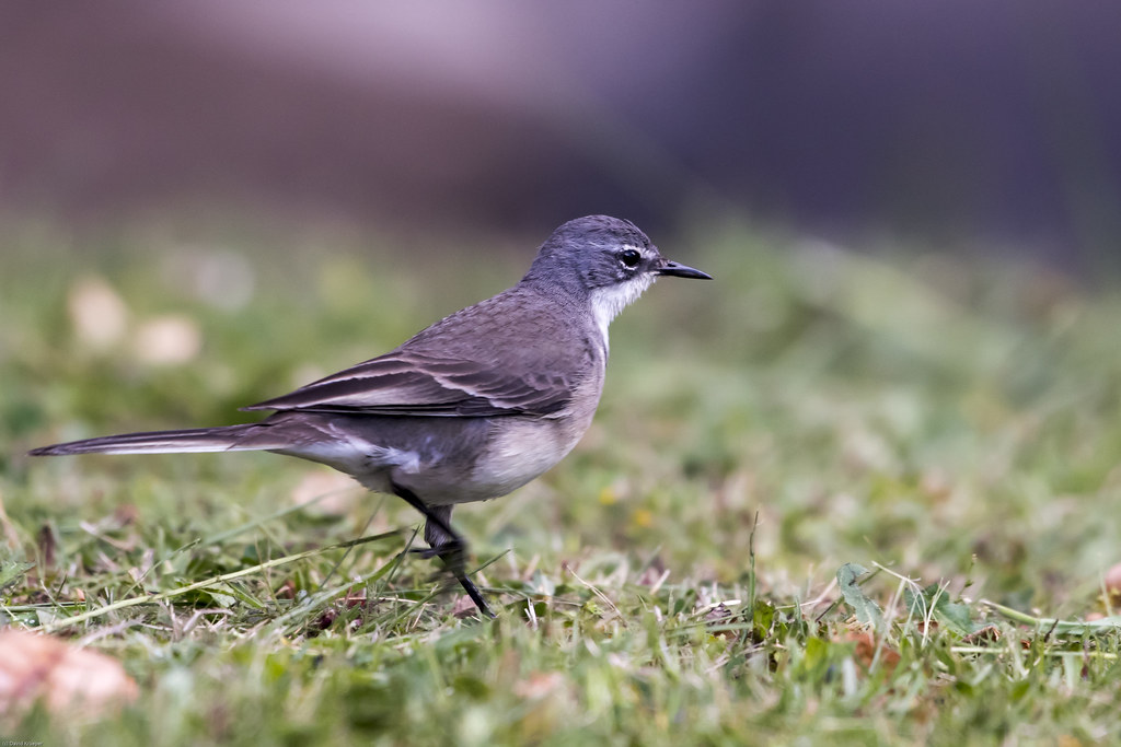 Image of Cape Wagtail