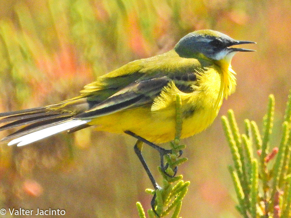 Image of Spanish Wagtail