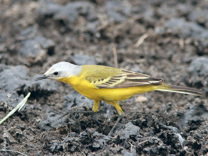 Image of White-headed Wagtail
