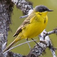 Image of Grey-headed Wagtail (Male)
