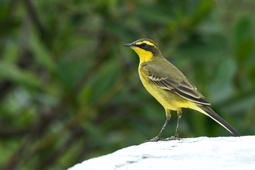 Image of Green-headed Wagtail