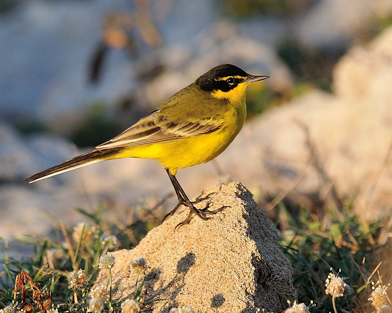 Image of Black-headed Wagtail