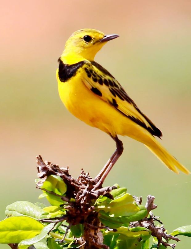 Image of Golden Pipit