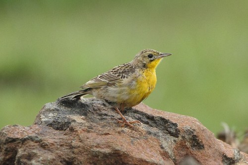 Image of Yellow-breasted Pipit