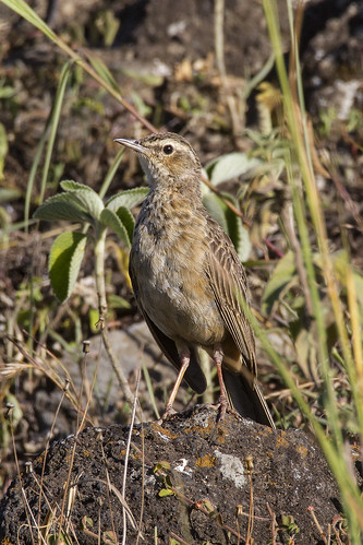 Image of Jackson's Pipit