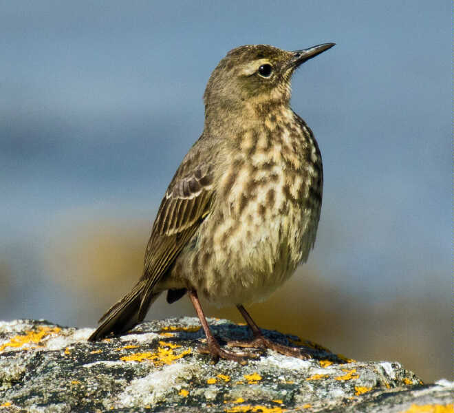 Image of Rock Pipit