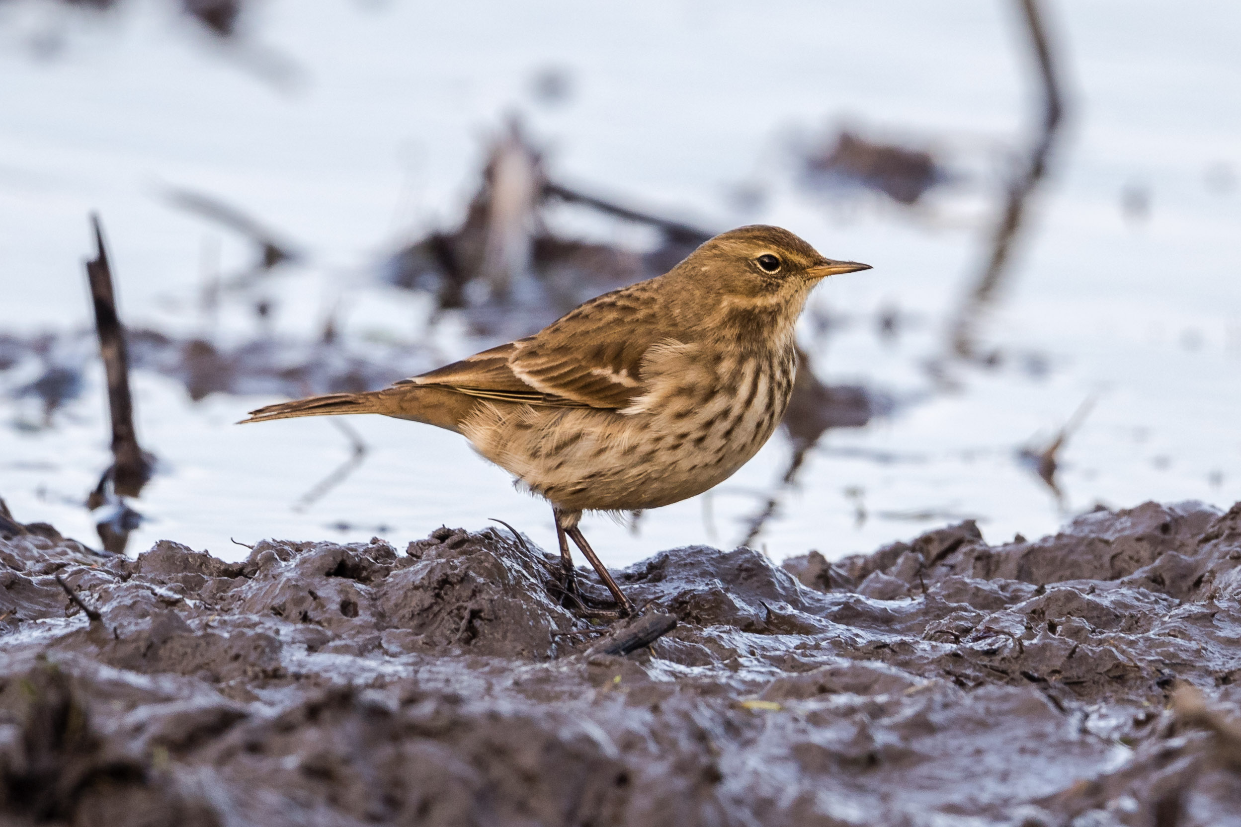 Image of Water Pipit