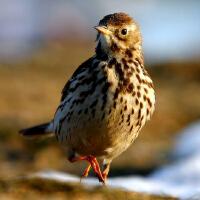 Image of Buff-bellied Pipit