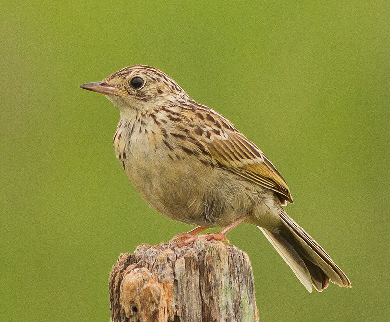 Image of Pampas Pipit