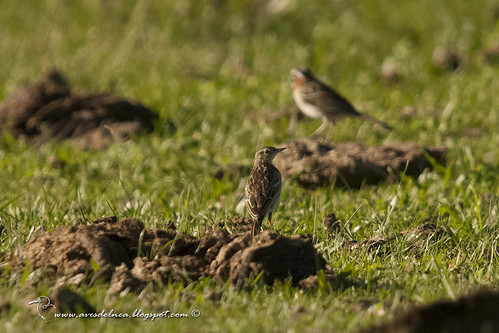 Image of Ochre-breasted Pipit