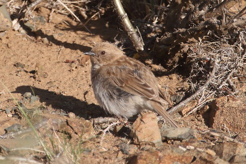 Image of Mongolian Accentor