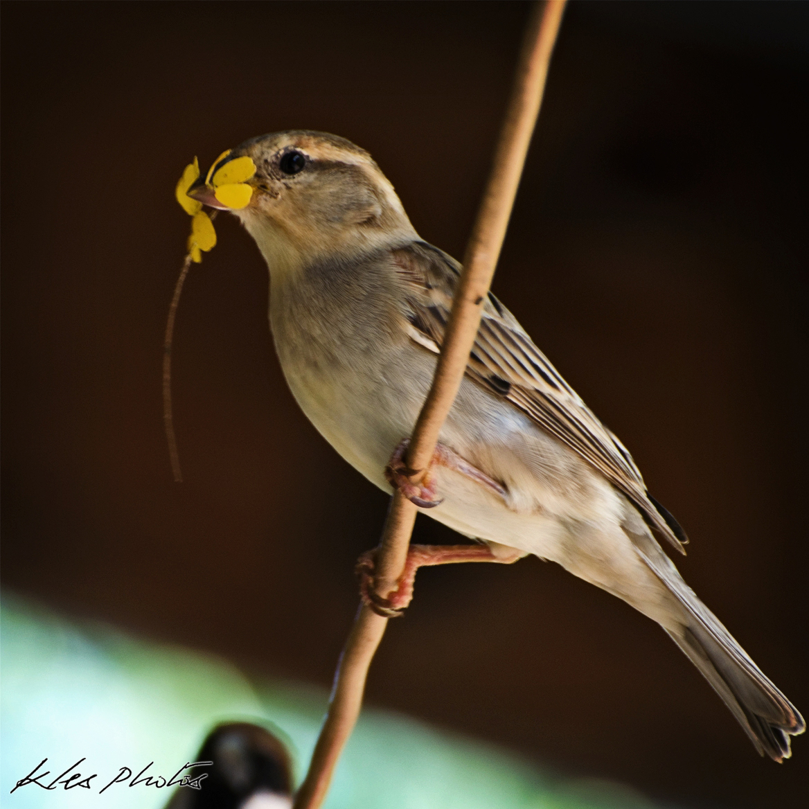 Image of Chestnut-crowned Sparrow-Weaver