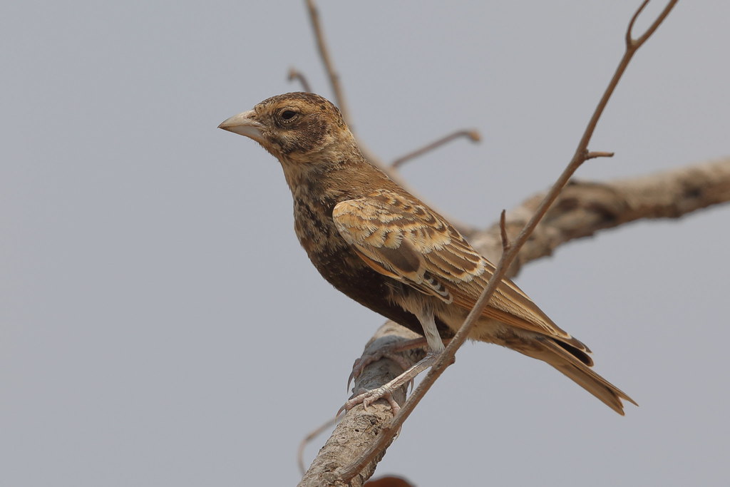 Image of Chestnut-backed Sparrow-Weaver